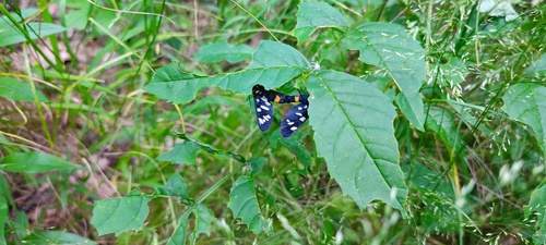 Nine-spotted Moth