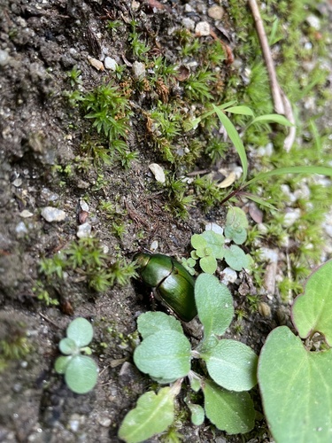 Anomala albopilosa albopilosa