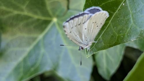 Holly Blue