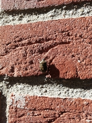 Rhaphigaster nebulosa