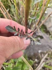 Barbarea orthoceras, photograph author not stated, no rights reserved