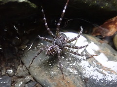 Dolomedes raptor