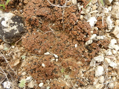 Clavascidium lacinulatum