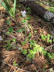 Cardamine nuttallii