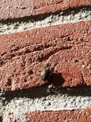 Rhaphigaster nebulosa