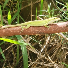 Anolis carolinensis