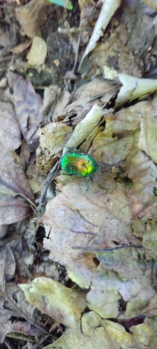 European Rose Chafer