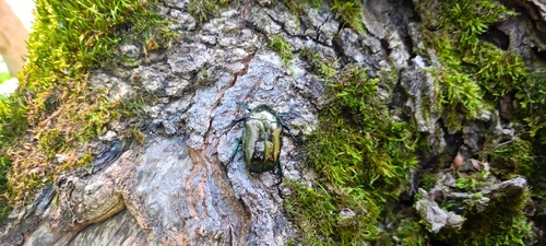 Marbled Rose-chafer