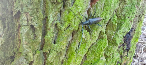 Great capricorn beetle