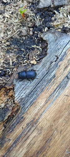 Lesser Stag Beetle