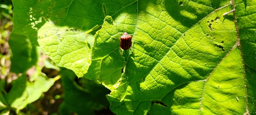 Continental Striped Shield Bug