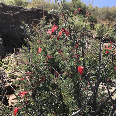 Calliandra californica