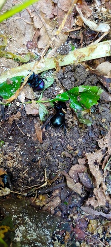 Woodland Dor Beetle