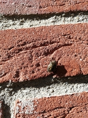 Rhaphigaster nebulosa