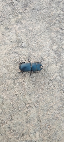 Lesser Stag Beetle