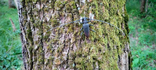Great capricorn beetle