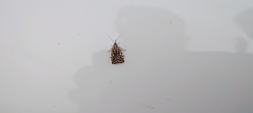Spotted Sulphur