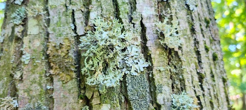 Oakmoss