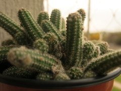 Lobivia silvestrii