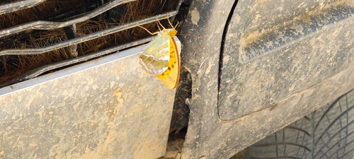 Cardinal Butterfly