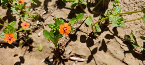 scarlet pimpernel