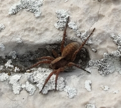 Alopecosa sulzeri