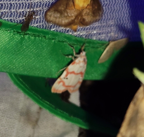 Cyana hamata