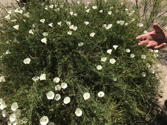 Calystegia macrostegia tenuifolia