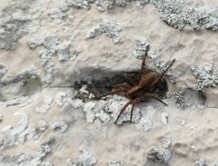 Alopecosa sulzeri