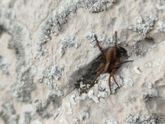 Alopecosa sulzeri