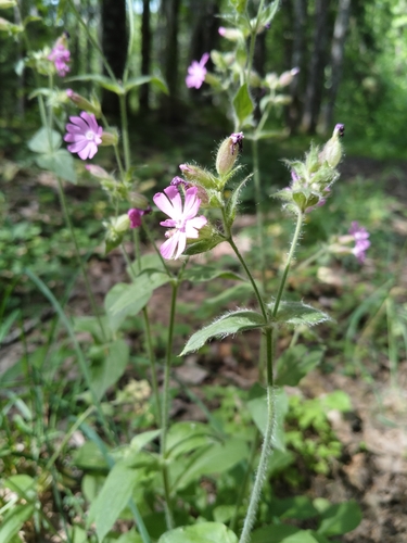 red campion