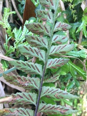 Asplenium cuneatiforme
