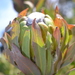 Protea coronata - Photo (c) Hayley-May Wittridge, μερικά δικαιώματα διατηρούνται (CC BY-NC), uploaded by Hayley-May Wittridge