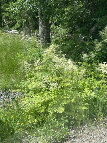 Goatsbeard