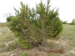Juniperus pinchotii