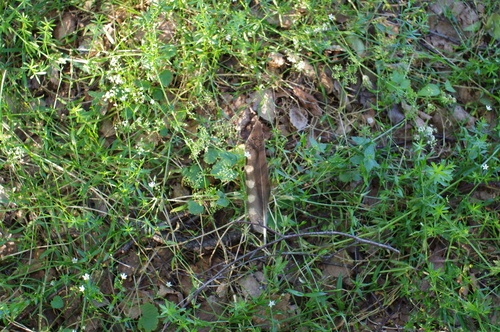 Plume de Faucon hobereau