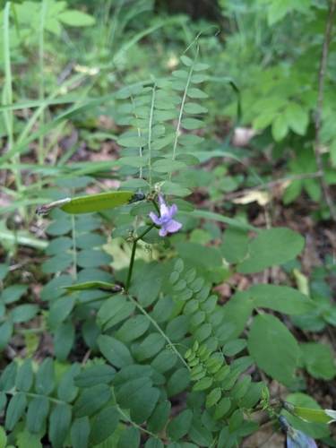 Bush Vetch