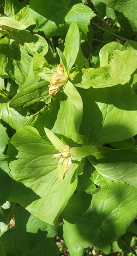 Trillium camschatcense, photograph 5