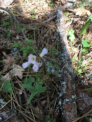 Cardamine nuttallii