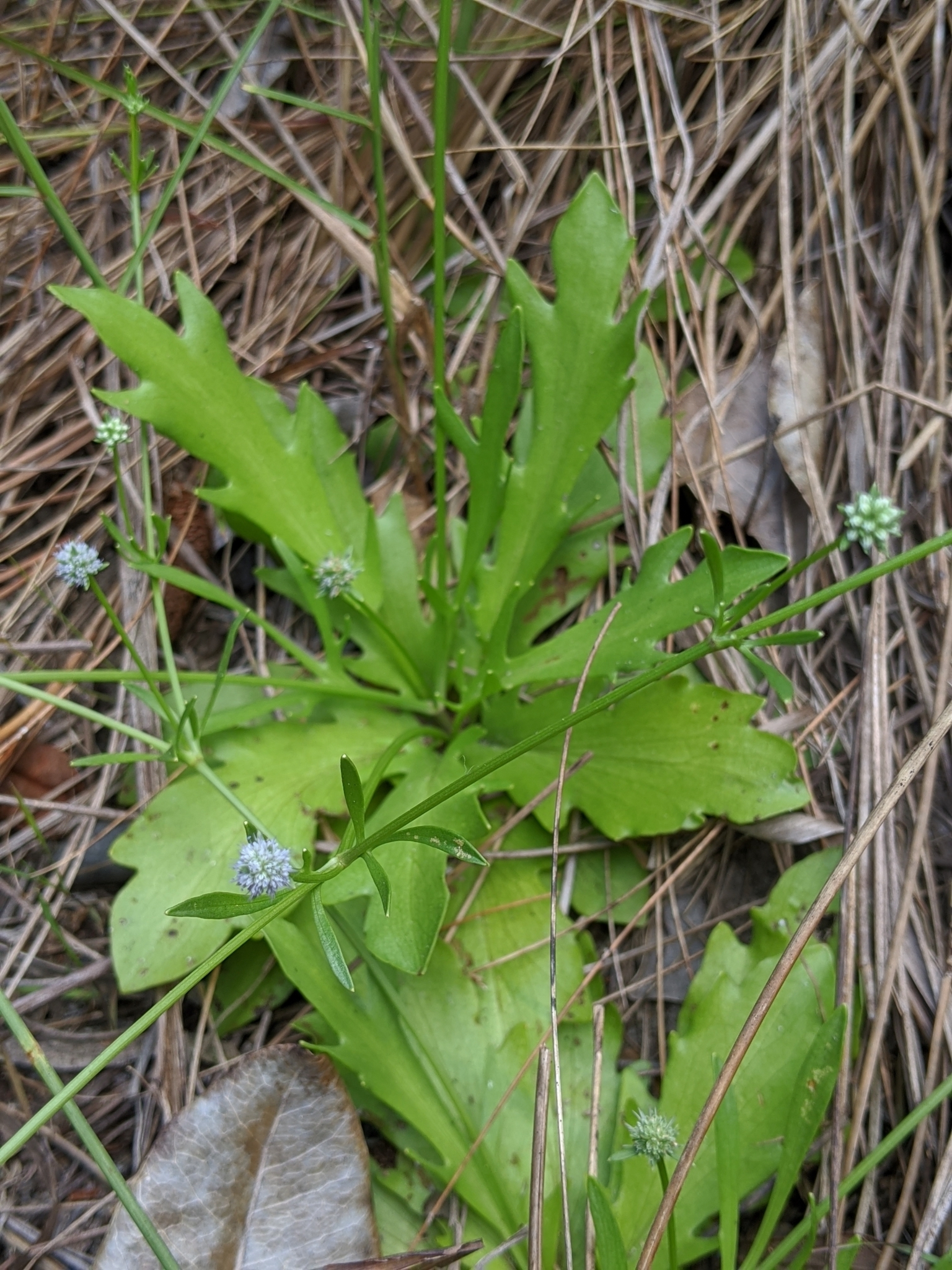 Eryngium baldwinii