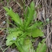 Baldwin's Eryngo - Photo (c) Lydia Cuni, some rights reserved (CC BY-NC-ND), uploaded by Lydia Cuni