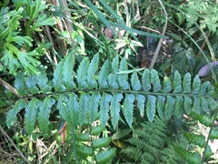 Asplenium cuneatiforme