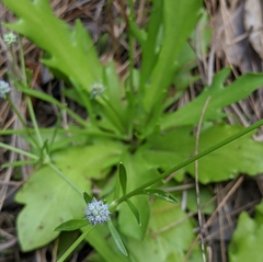 Eryngium baldwinii