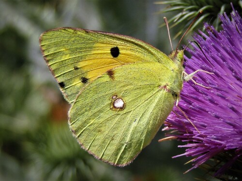 Clouded Yellow