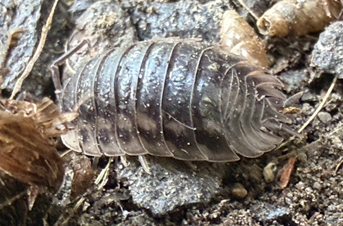 Common Shiny Woodlouse