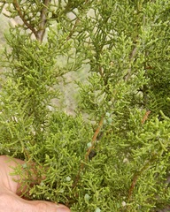 Juniperus pinchotii