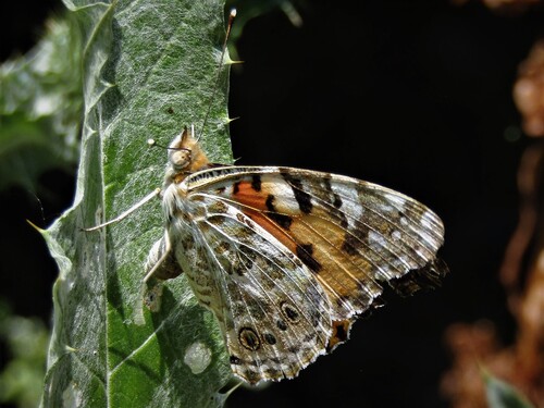 Painted Lady