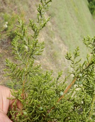 Juniperus pinchotii