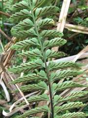 Asplenium cuneatiforme