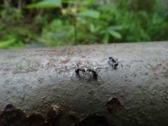 Polyrhachis illaudata
